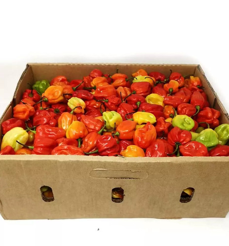 Scotch bonnet Large box 4kg