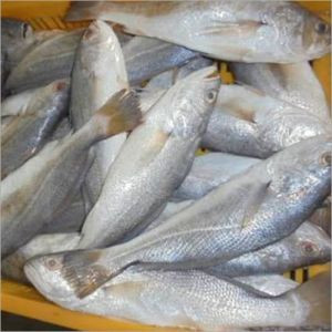 Croaker Fish sold per bag