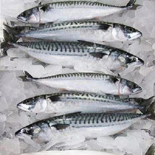Frozen Mackerel Fish sold per kg