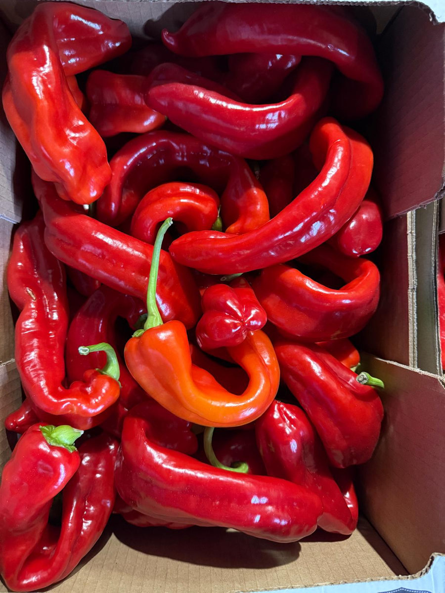 Fresh Tatase long Pepper Large Carton