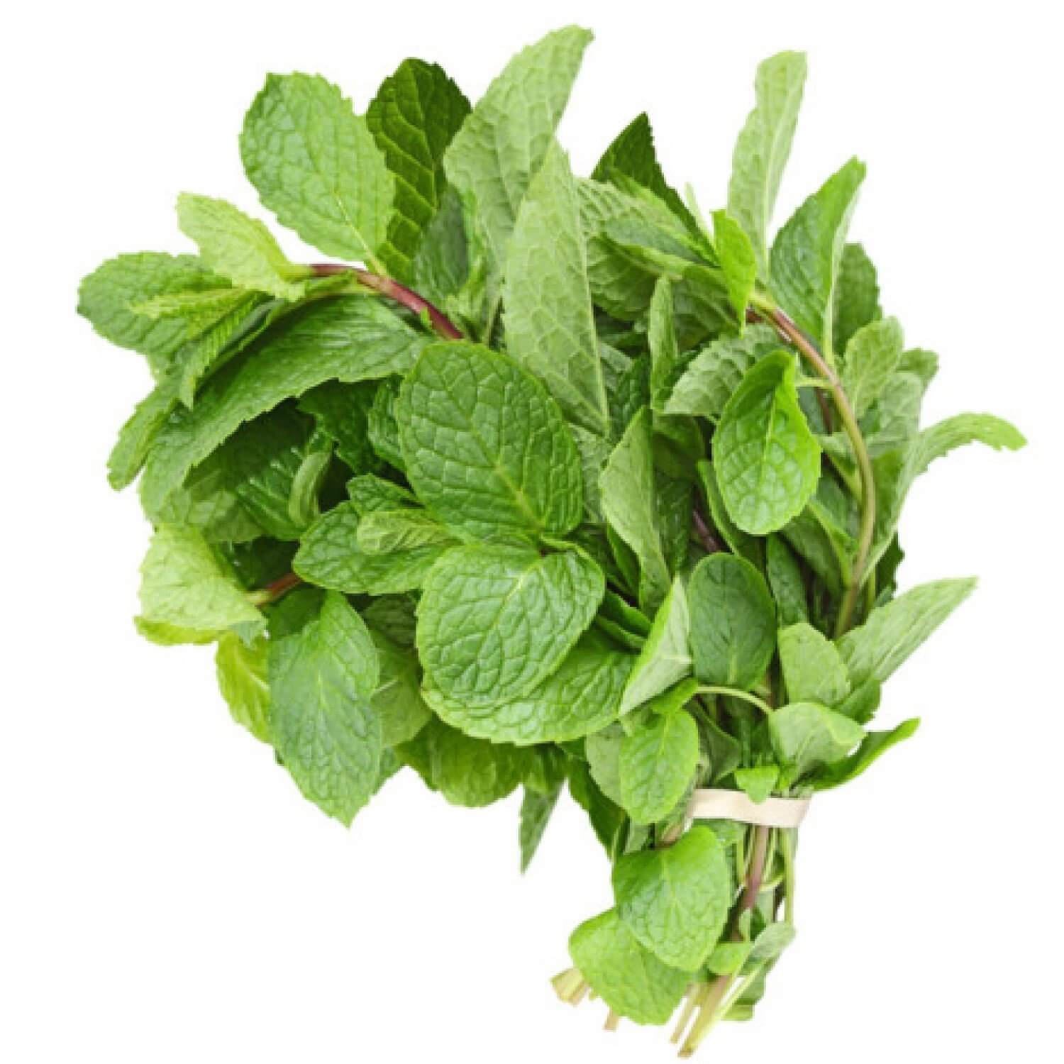 Fresh Scent Leaves